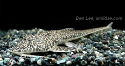 Crossoloricaria cephalaspis - Click for species page