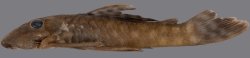 Cryptancistrus similis - Click for species page