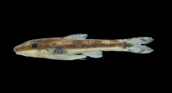 Curculionichthys itaim - Click for species page