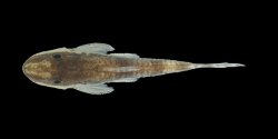 Curculionichthys itaim