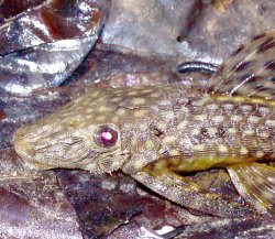 Dekeyseria scaphirhynchus