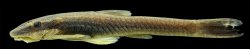 Epactionotus advenus - Click for species data page