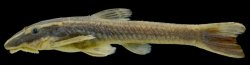 Epactionotus bilineatus - Click for species data page