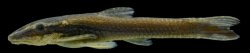Epactionotus gracilis - Click for species data page