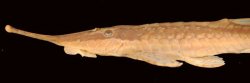Farlowella altocorpus - Click for species page