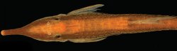 Farlowella jauruensis - Click for species page