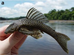 Guyanancistrus longispinis - Click for species page