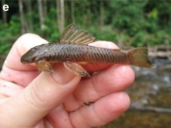 Guyanancistrus nassauensis - Click for species page