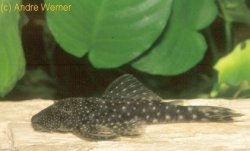 Guyanancistrus sp. (L317) - Click for species page