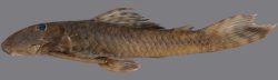 Guyanancistrus teretirostris - Click for species page