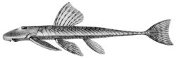 Harttia loricariformis - Click for species data page