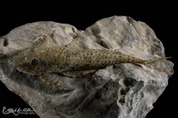 Harttia punctata - Click for species page
