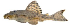 Hemiancistrus hammarlundi - Click for species page