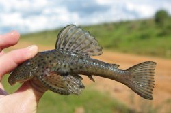 Hemiancistrus punctulatus