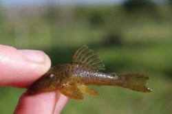 Hemiancistrus punctulatus