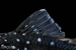 Hemiancistrus sp. (L128)