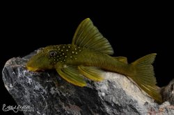 Hemiancistrus subviridis