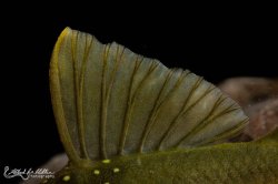 Hemiancistrus subviridis