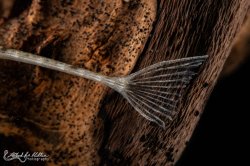 Hemiodontichthys acipenserinus