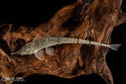 Hemiodontichthys acipenserinus