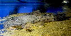 Hemipsilichthys sp. (1) - Click for species page