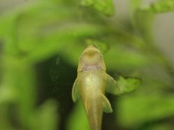 Hisonotus francirochai