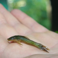 Hisonotus ringueleti - Click for species page