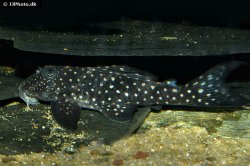 Hypancistrus inspector - Click for species page