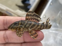 Hypancistrus parkateje - Click for species page