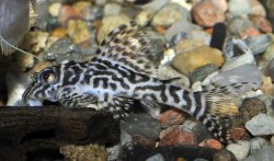 Hypancistrus seideli