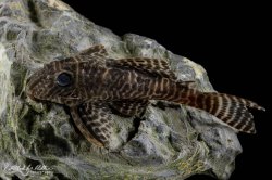Hypancistrus sp. (L066)
