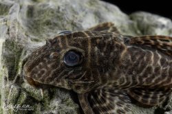 Hypancistrus sp. (L066)