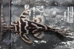 Hypancistrus sp. (L173)