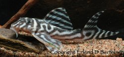 Hypancistrus sp. (L173)
