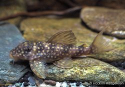 Hypancistrus sp. (L297) - Click for species page