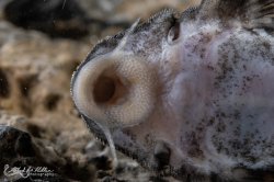 Hypancistrus sp. (L400)