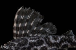 Hypancistrus sp. (L400)