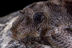 Hypancistrus sp. (L411)