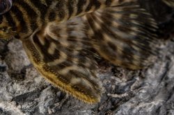 Hypancistrus sp. (L450)