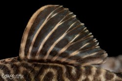 Hypancistrus sp. (L450)