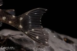 Hypancistrus sp. (L471)