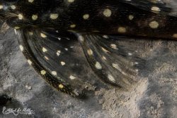 Hypancistrus sp. (L471)