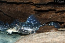 Hypancistrus sp. (L501)
