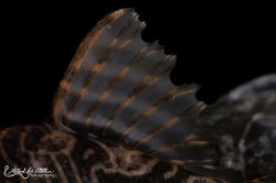 Hypancistrus sp. (L527)