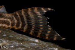 Hypancistrus sp. (L527)