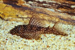Hypancistrus sp. (L004) - Click for species data page