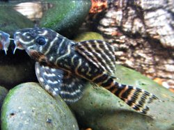 Hypancistrus sp. (L340) - Click for species page