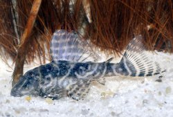 Hypancistrus sp. (L474) - Click for species page