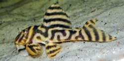 Hypancistrus sp. (L499) - Click for species page