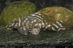 Hypancistrus sp. (L500) - Click for species page